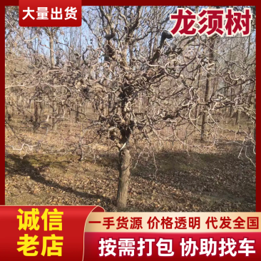 盘龙枣树观光绿化，门前院内美丽庭院。保成活假一赔十