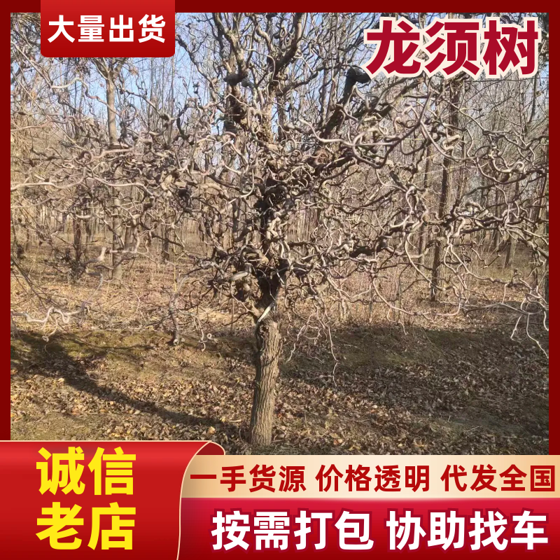 盘龙枣树观光绿化，门前院内美丽庭院。保成活假一赔十