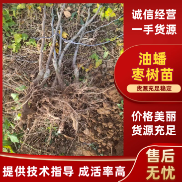 各种规格冬枣一、二、三代结穗，潘枣结穗，龙须枣结穗。
