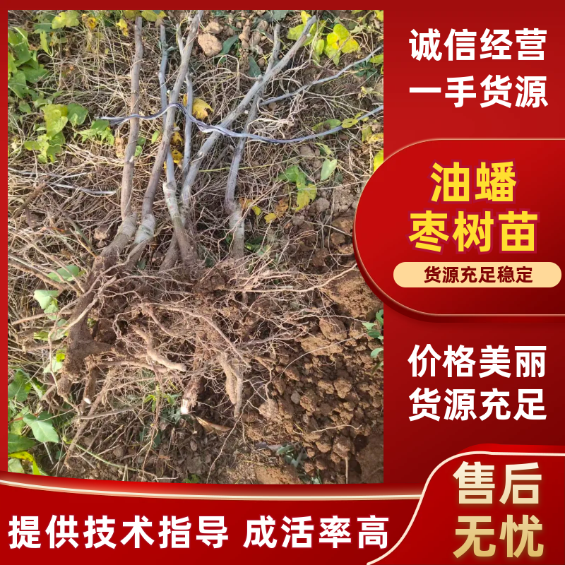 各种规格冬枣一、二、三代结穗，潘枣结穗，龙须枣结穗。