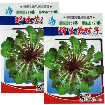 野生苦碟子种子苦菜抱茎苦荬菜药食同源野菜种子