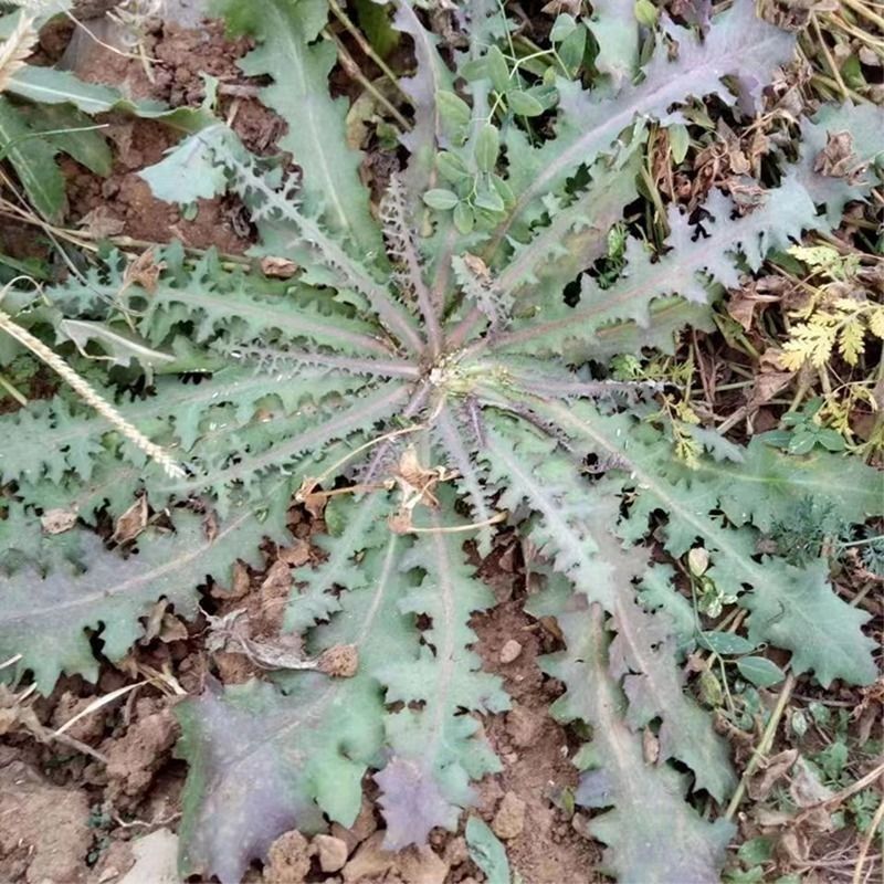 野生苦碟子种子苦菜抱茎苦荬菜药食同源野菜种子