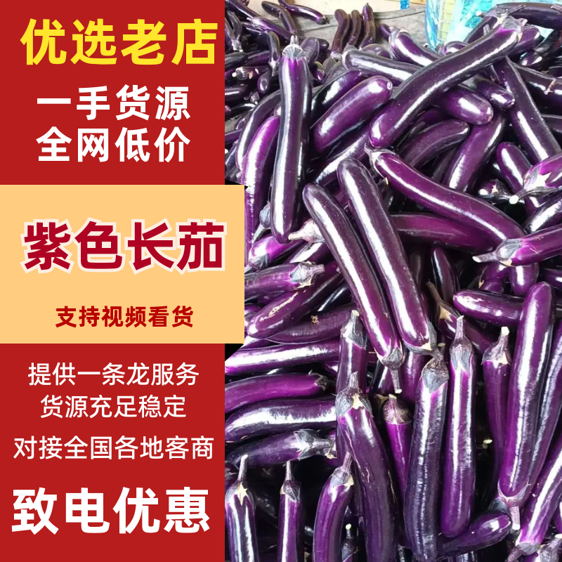 紫色长茄子紫茄子广东茄子价格实惠运输便利基地直发保质保量