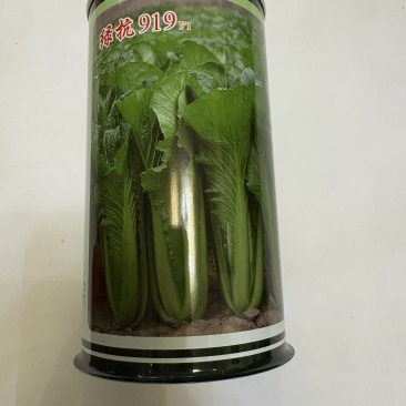 绿抗919小白菜种子产量高易管理大棚露天皆可种植发芽率高