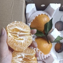 粑粑柑四川产区直发保质保量供货价钱实惠