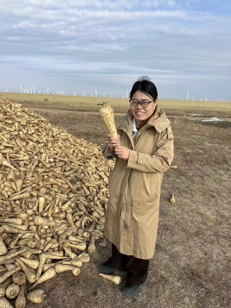 天津欧防风(薯萝卜）脱水萝卜品质保证产地直发欢迎咨询