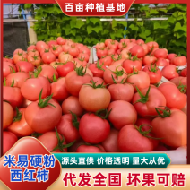 【精选】优质硬粉西红柿对接商超社区团购欢迎选购