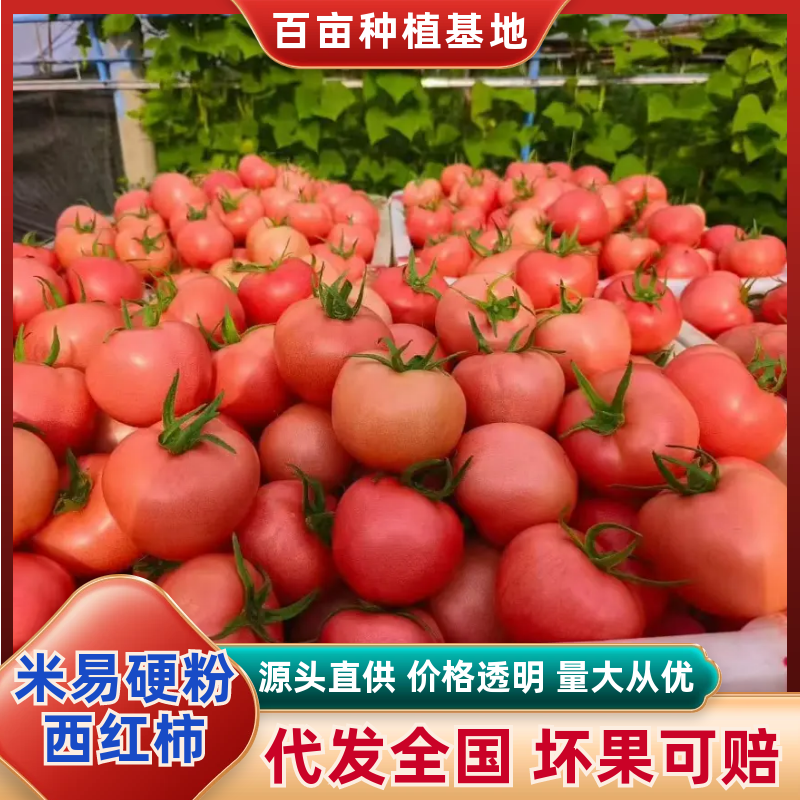 【精选】优质硬粉西红柿对接商超社区团购欢迎选购