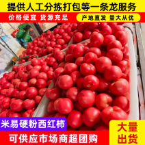 米易硬粉西红柿百亩基地质优价廉对接商超档口