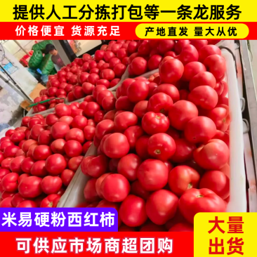 米易硬粉西红柿百亩基地质优价廉对接商超档口