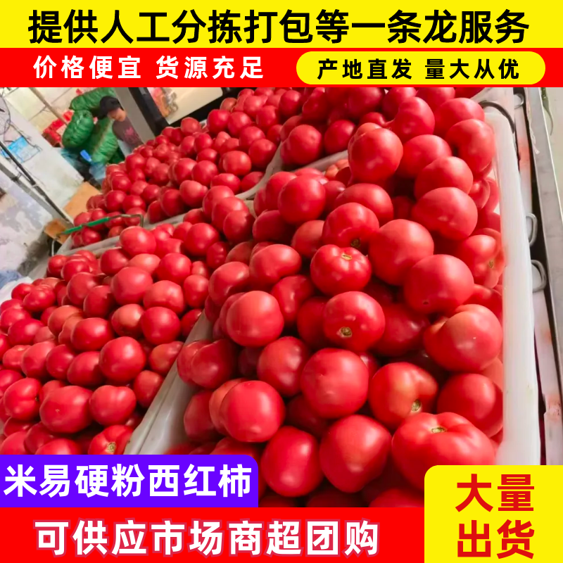 米易硬粉西红柿百亩基地质优价廉对接商超档口