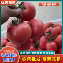 【热卖】攀枝花精品米易硬粉西红柿种植基地直发品种优良