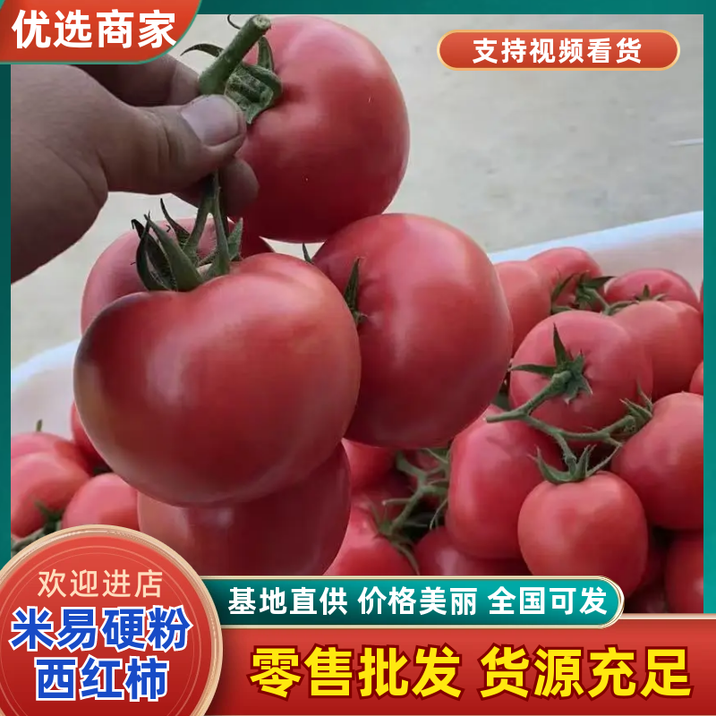 【热卖】攀枝花精品米易硬粉西红柿种植基地直发品种优良