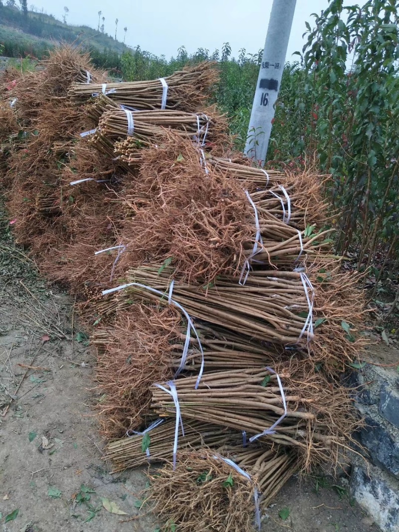 李子苗贵州基地直发规格齐全价钱实惠欢迎实地考察