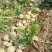 芥菜头5两以上，腌菜，市场可以商超对接，电商
