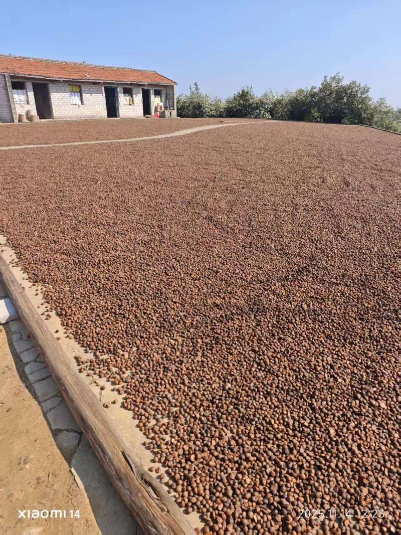 推荐湖北麻城老品种，山茶籽产地直发大量供应