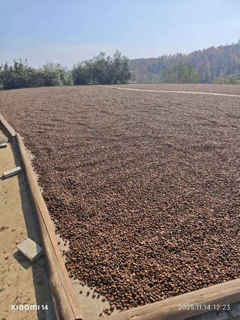 推荐湖北麻城老品种，山茶籽产地直发大量供应