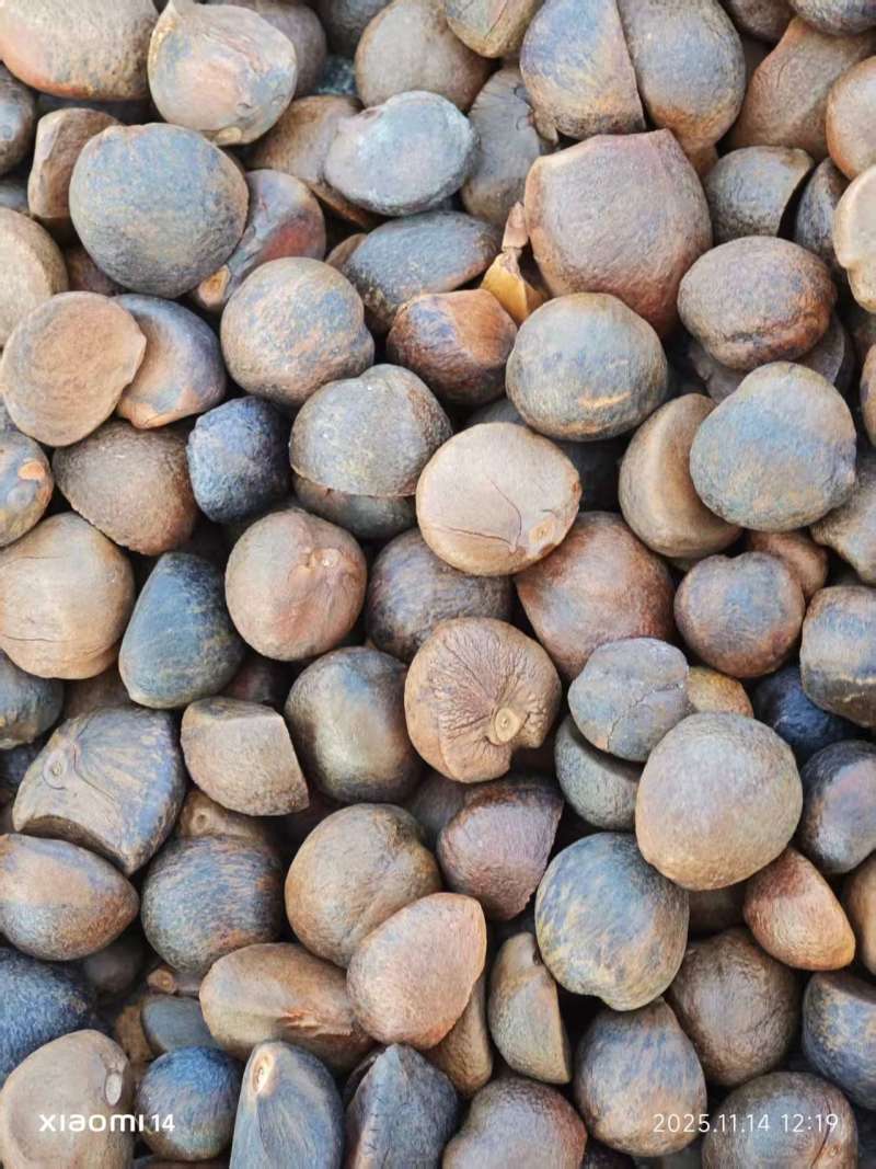 推荐湖北麻城老品种，山茶籽产地直发大量供应