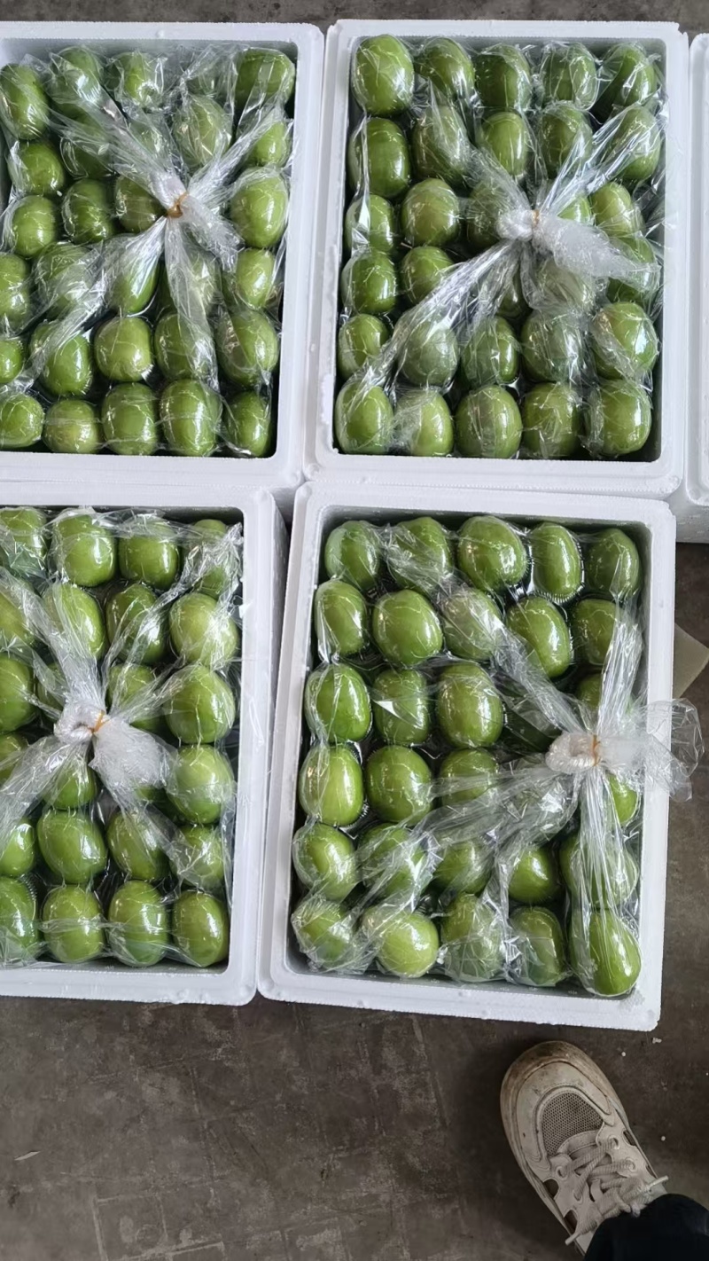 青枣对接市场发货全国价格合理欢迎进店