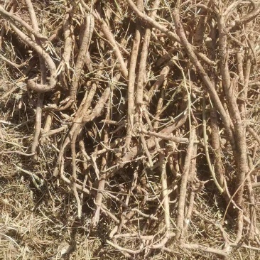 【一手货源】甘肃黄芪种植基地直供量大价优欢迎咨询