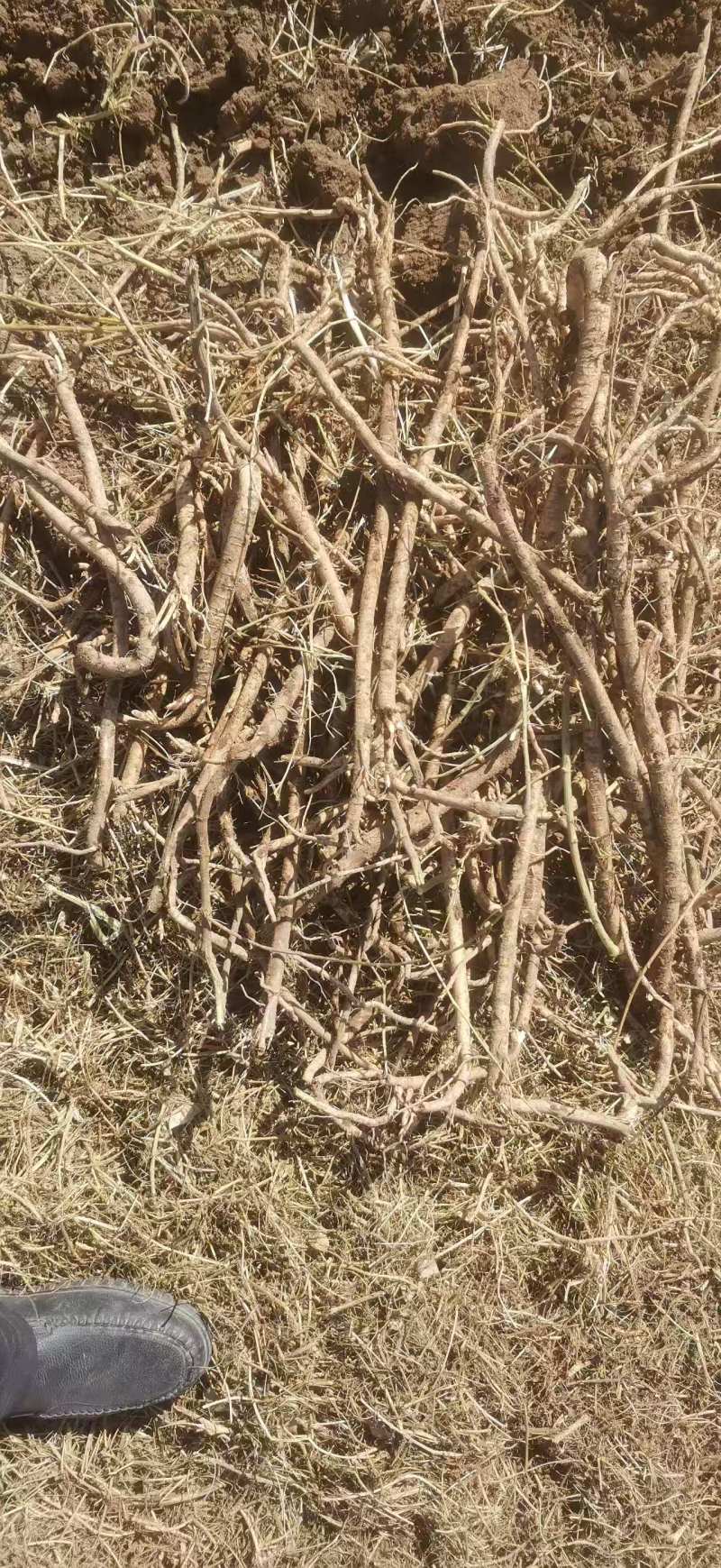 【一手货源】甘肃黄芪种植基地直供量大价优欢迎咨询