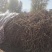 【一手货源】甘肃黄芪种植基地直供量大价优欢迎咨询