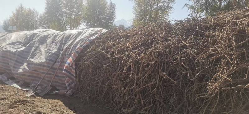 【一手货源】甘肃黄芪种植基地直供量大价优欢迎咨询