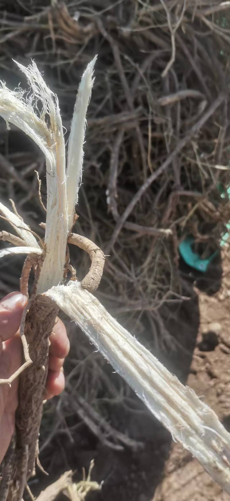 【一手货源】甘肃黄芪种植基地直供量大价优欢迎咨询
