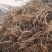 【一手货源】甘肃黄芪种植基地直供量大价优欢迎咨询