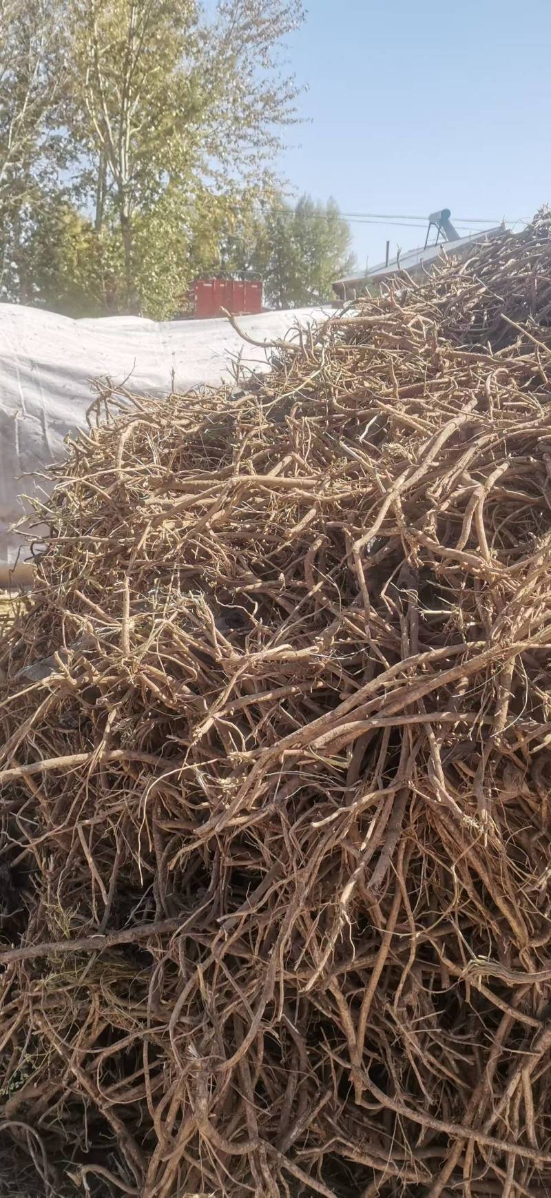【一手货源】甘肃黄芪种植基地直供量大价优欢迎咨询