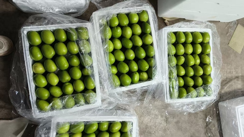 青枣云南精品发货鲜枣果子饱满价格合理欢迎进店