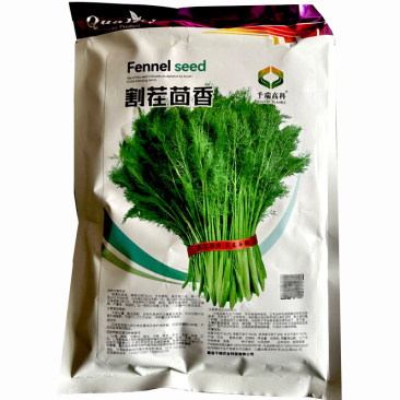 割茬茴香种子四季小茴香割了一茬又一茬美味扁径高产耐寒