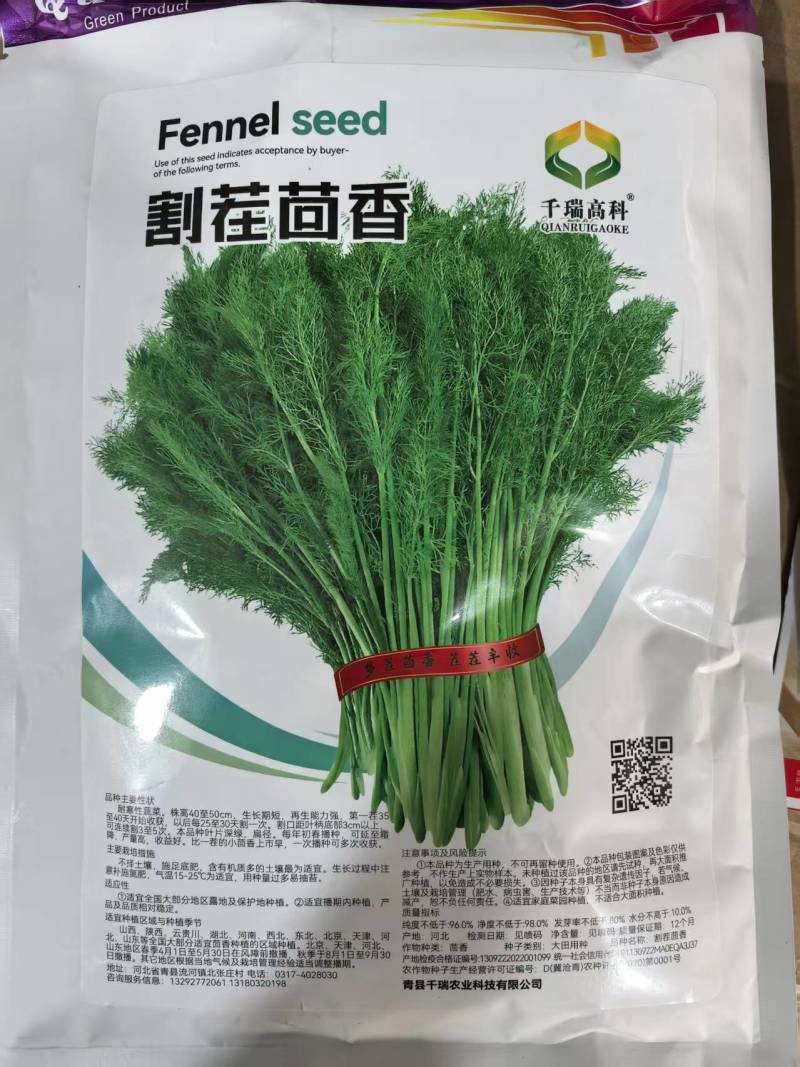 割茬茴香种子四季小茴香割了一茬又一茬美味扁径高产耐寒