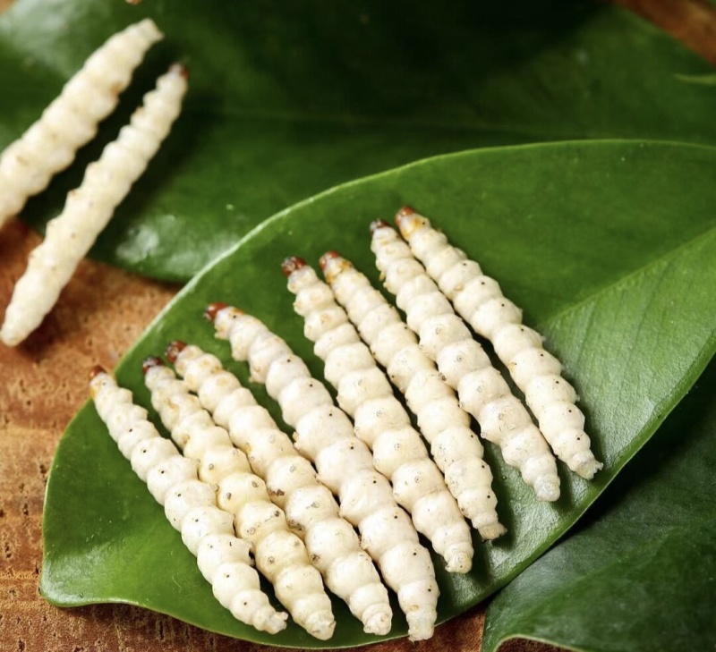 竹虫食用昆虫（一手货源）好货无冰批发零售