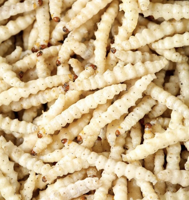 竹虫食用昆虫（一手货源）好货无冰批发零售
