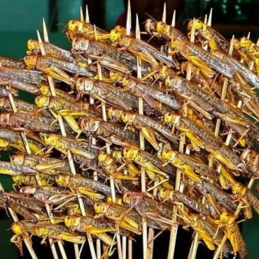 烧烤蚂蚱串商用批发昆虫类蝗虫酥脆蚱蜢串原味烧烤油炸食材半