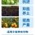 彤林有机水溶肥深海鱼蛋白生根壮苗桶装生根养根