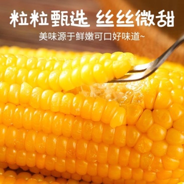 黄A级精品东北黏玉米新货真空包装黄苞米现摘新鲜甜玉米粒粘