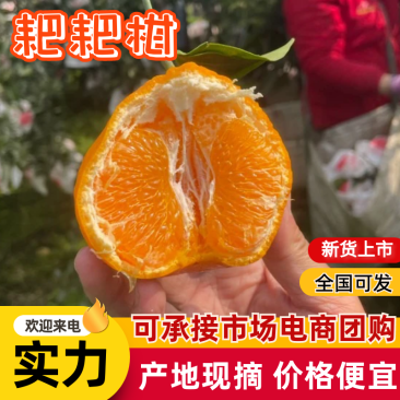 【万人好评】春见柑桔四川耙耙柑现摘现发量大优惠