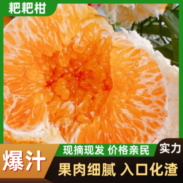 耙耙柑春见柑桔现摘现发品质保障对接全国电商超市等