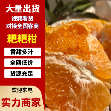 春见柑桔四川耙耙柑产地直发品质保障对接全国