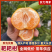 【精选】耙耙柑春见柑桔产地一手货源新鲜采摘按需包装