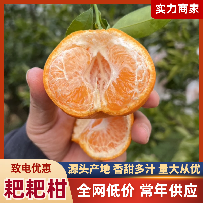 【精选】耙耙柑春见柑桔产地一手货源新鲜采摘按需包装