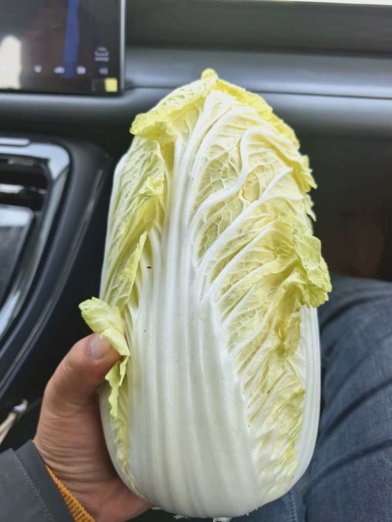娃娃菜湖北娃娃菜产地直发品质保障大量供应对接全国