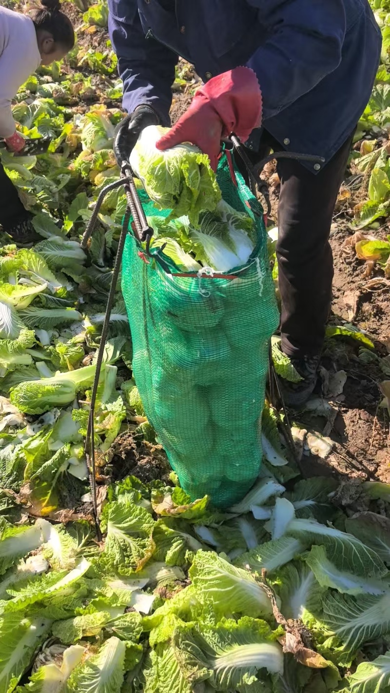娃娃菜湖北娃娃菜产地直发品质保障大量供应对接全国