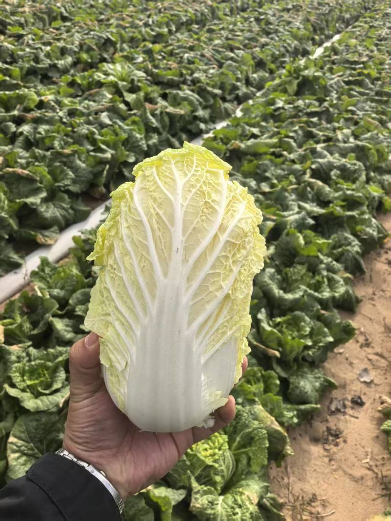 娃娃菜湖北娃娃菜产地直发品质保障大量供应对接全国
