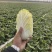 娃娃菜湖北娃娃菜产地直发品质保障大量供应对接全国