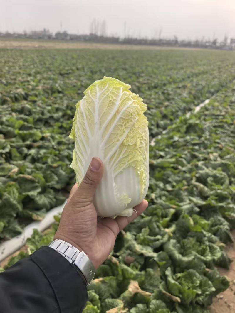 娃娃菜湖北娃娃菜产地直发品质保障大量供应对接全国