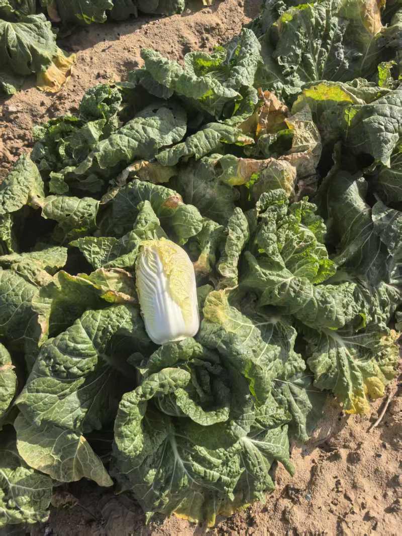 娃娃菜湖北娃娃菜产地直发品质保障大量供应对接全国