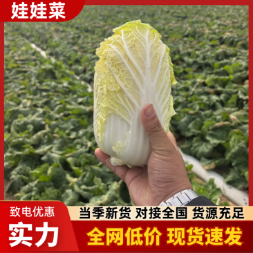 娃娃菜湖北娃娃菜产地直发品质保障大量供应对接全国